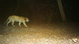 Los Angeles's Celebrity Mountain Lion is Recovering from Rat Poison